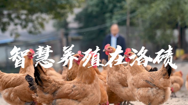 国产洗衣酶品牌对比：揭秘洗衣酶的“幕后英雄”**